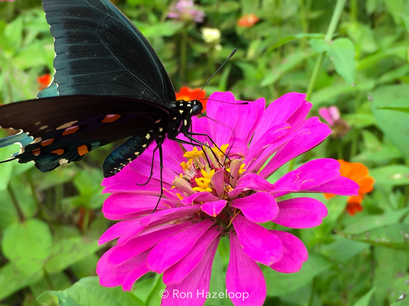 Butterfly at Missouri caverns