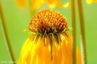 Mules Ear Sunflower
