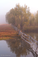 Misty Morning Tree & Pond